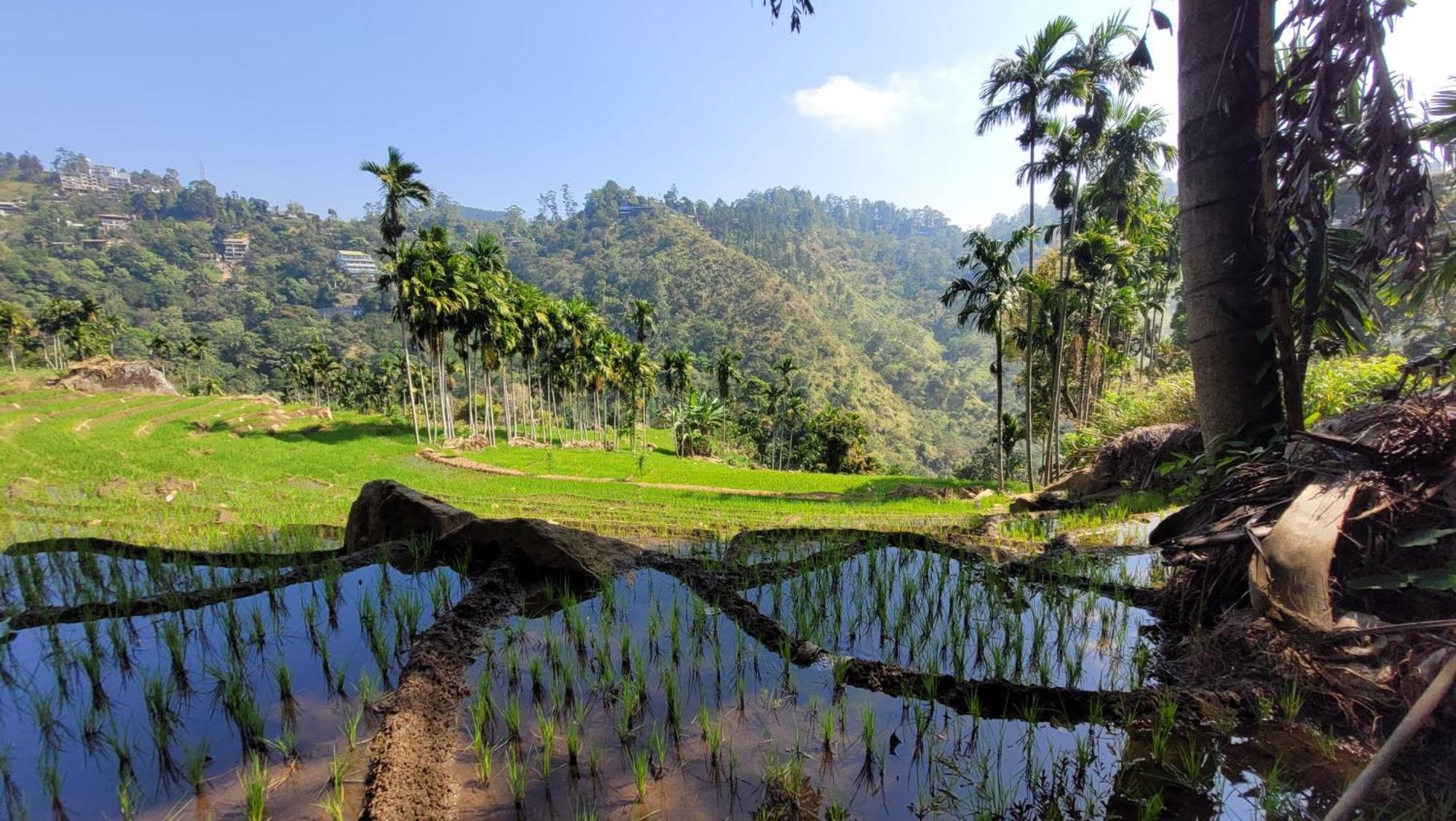 Forest Rawana Homestay Элла Экстерьер фото