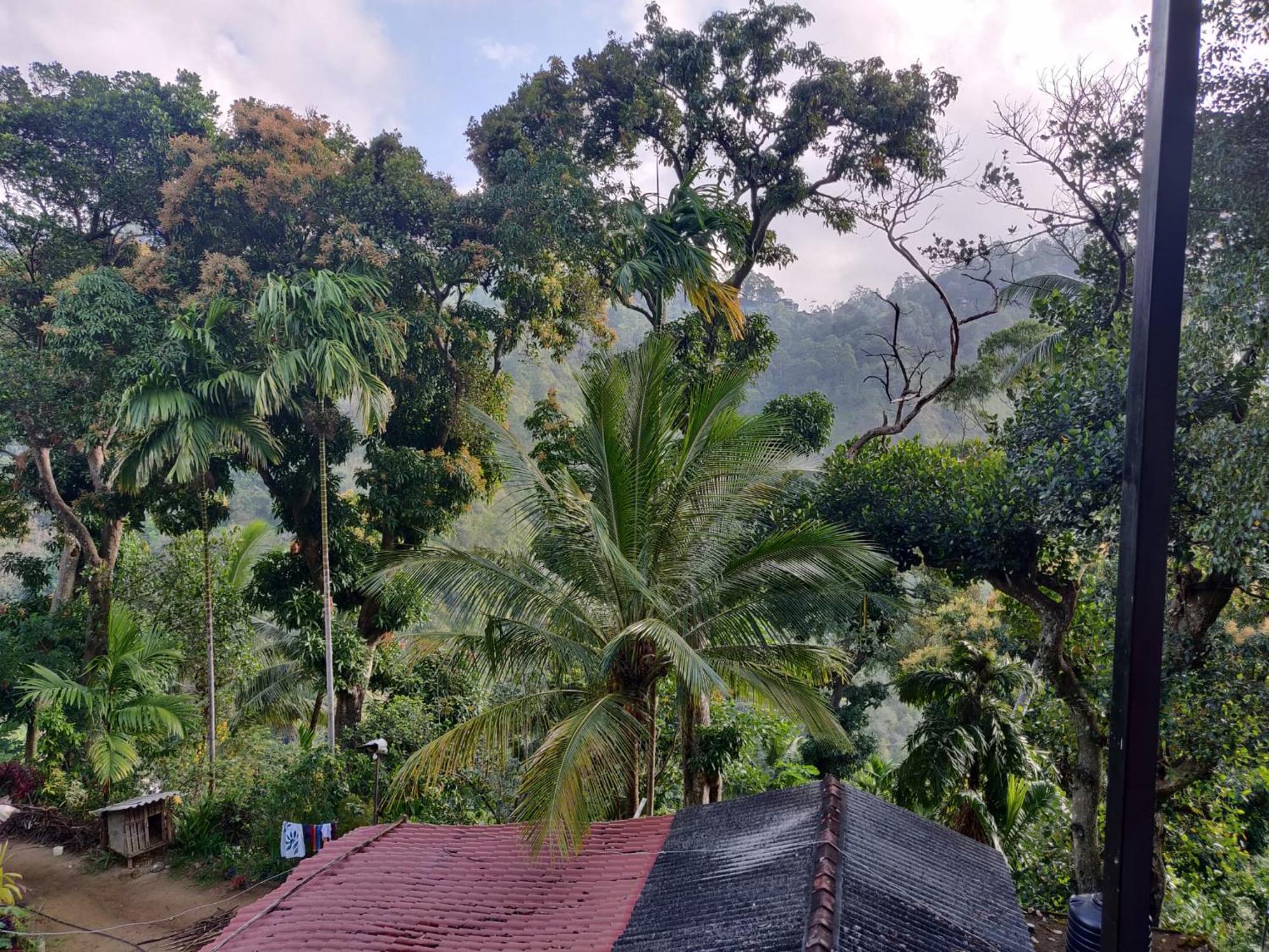 Forest Rawana Homestay Элла Экстерьер фото